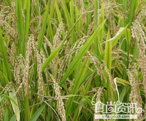 粮食是一种神奇的东西_诺贝尔文学获得者莫言谈论粮食