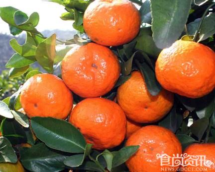 【食材营养与功效】砂糖橘有什么营养价值和功效？