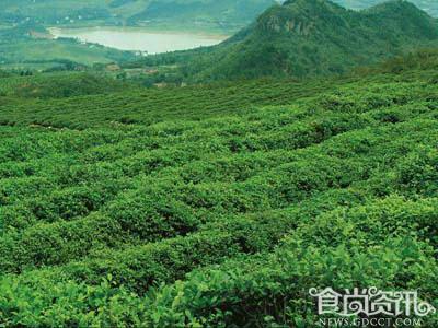 茶叶农残超标问题持续关注 日企大规模召回中国产茶叶