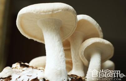 三招教您怎样挑选健康蘑菇