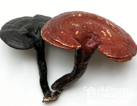 灵芝的功效