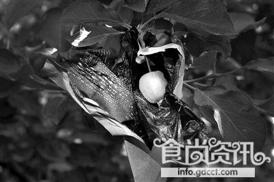 山东烟台红富士苹果泡着农药长大？