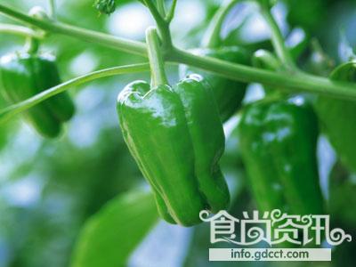 白菜生菜球黄瓜逆市涨价