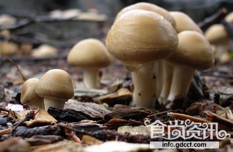 野蘑菇煮汤5人中毒