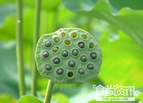 中国三大名莲_莲子的功效与作用