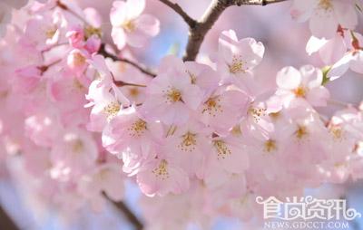 2013蛇年女性如何提升桃花运 五种食疗让你面若桃花