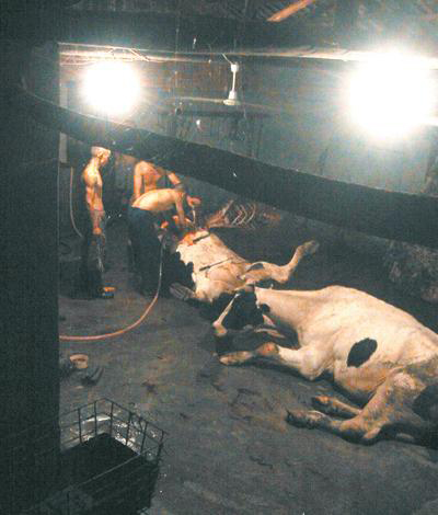央视曝光石家庄注水牛肉 私屠滥宰公然出售