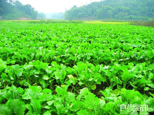 增城名优特产 蔬菜之王迟菜心