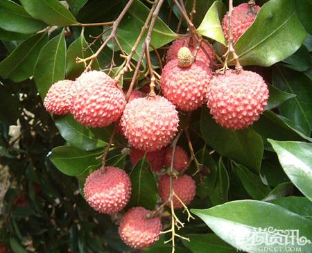 广东从化特产荔枝蜜的功效与作用