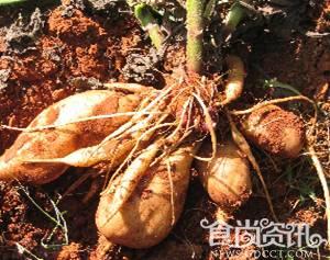 功效奇佳之神果，雪莲果的营养价值、吃法、作用