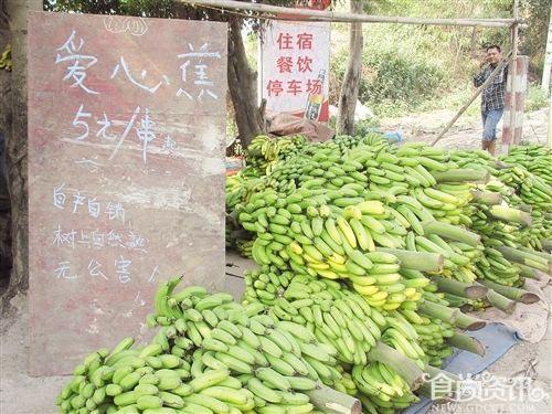 广西南宁香蕉1毛1斤无人问津 蕉农无奈拉回家喂牛