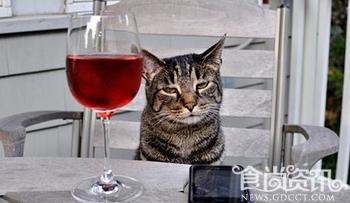 揭秘日本喵喵牌葡萄酒 专供猫喝的葡萄酒