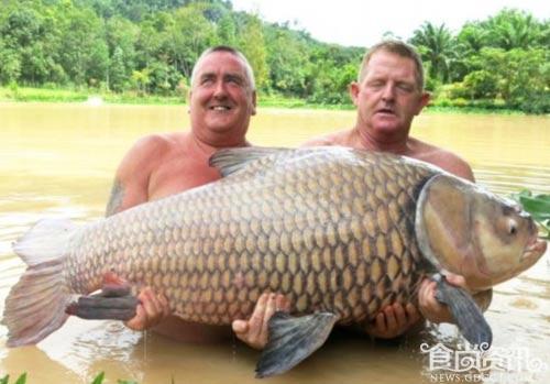 英国游客在泰国钓到122斤鲤鱼 鲤鱼要怎么做才好吃？