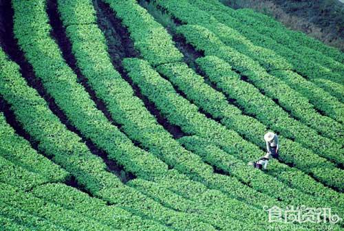 闻香溯源：普洱茶属于什么茶