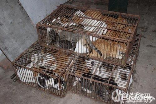 猫肉冒充兔肉出售 冷藏柜中猫咪被活活冻死