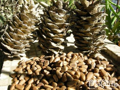 松子的营养价值几何？聊聊松子的功效与作用