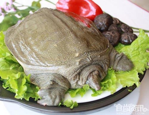 美食五味肉 甲鱼的营养价值及功效