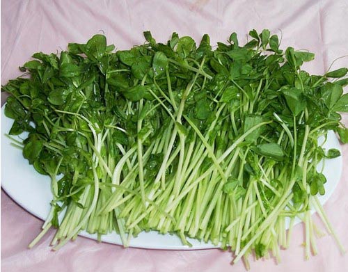 豌豆苗的营养价值及食用功效