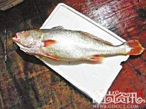 金丝鱼8斤重卖3万元 “土豪”金丝鱼的做法