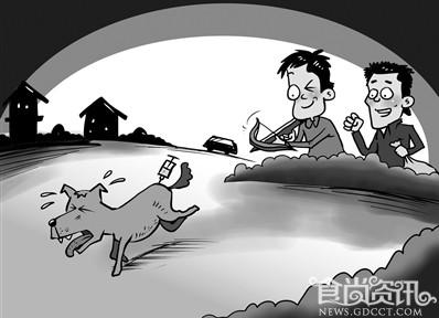 警惕！100多条“毒狗肉”销往广州深圳大排档