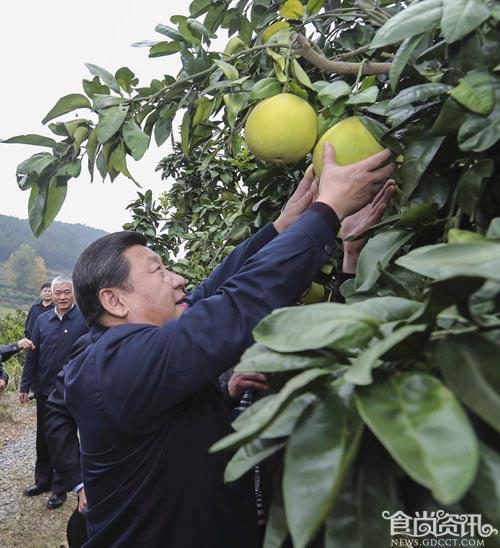 习近平摘柚子 柚子的功效与作用有哪些？