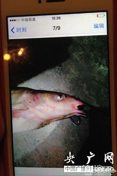 蜀江烤鱼死鱼当活鱼卖 被发现后扔垃圾桶