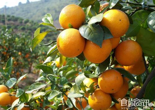 广东德庆特产 中国第一柑德庆贡柑