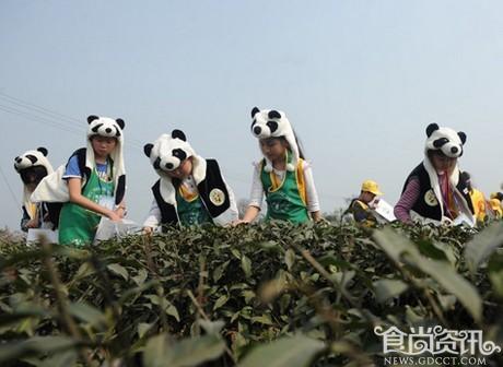 天价熊猫茶的功效 熊猫茶为什么这么贵