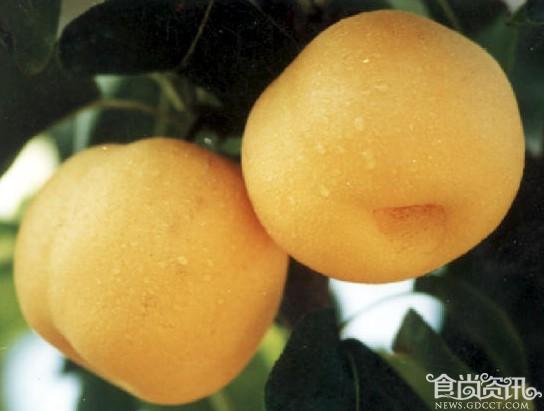 香水梨 宁夏吴忠特产
