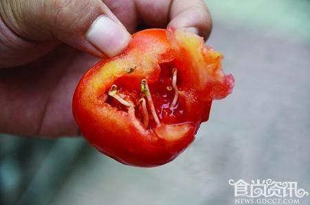 豆芽长在西红柿里？这能吃吗？