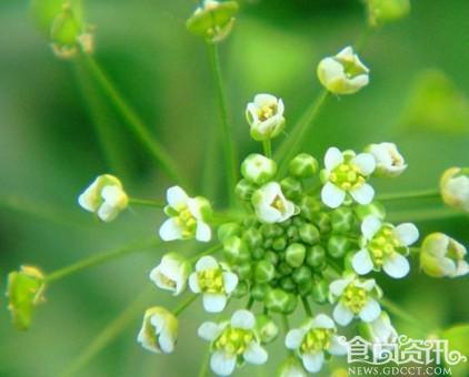 不是所有野菜都能吃 警惕野菜病