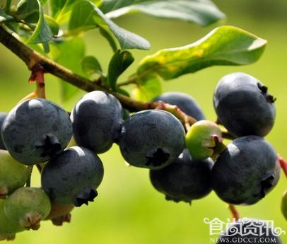如何挑选和保存新鲜蓝莓？