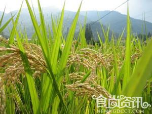 西夏贡米 宁夏吴忠特产