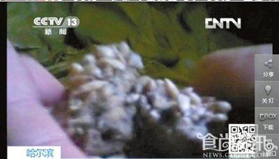绿长毛瓜子仁加工成冰淇淋 你敢吃么？