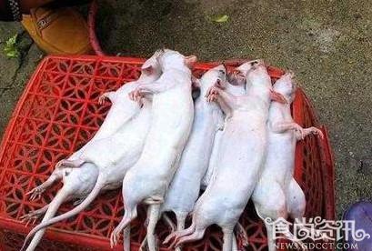老鼠肉假冒羊肉已流入小肥羊等火锅店