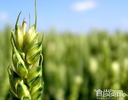 小满养生：小满时节宜养脾胃