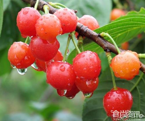 专家辟谣“樱桃生蛆” 果蝇对人体无害