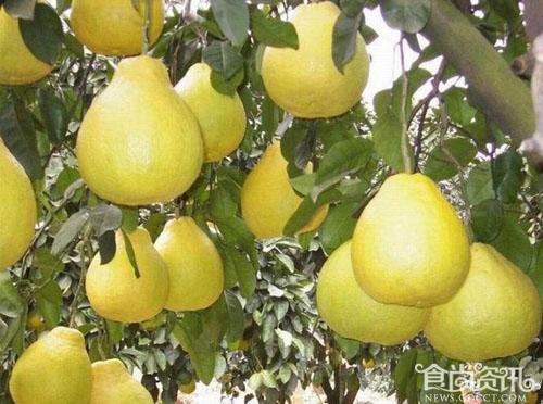 阳朔风光甲桂林 阳朔特产有哪些？