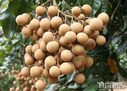 龙眼和桂圆的区别 孕妇能吃龙眼吗？