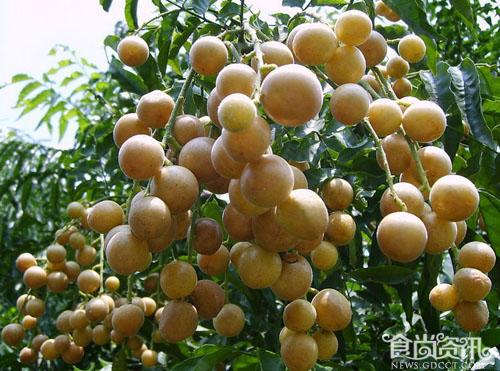 果中之宝 黄皮果的营养价值及功效