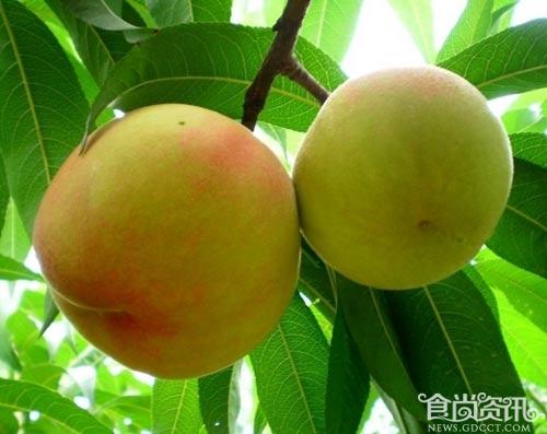 桃子的功效与作用 吃桃子有什么好处？