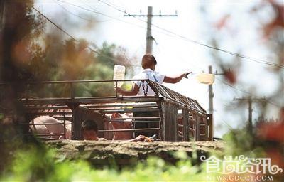 食品事件曝光：北京灌水猪流入肉联厂