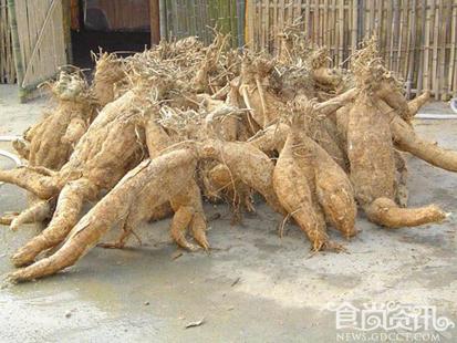 “神药”葛根的作用与功效