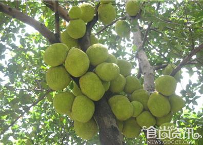 菠萝蜜的营养价值_菠萝蜜怎么吃