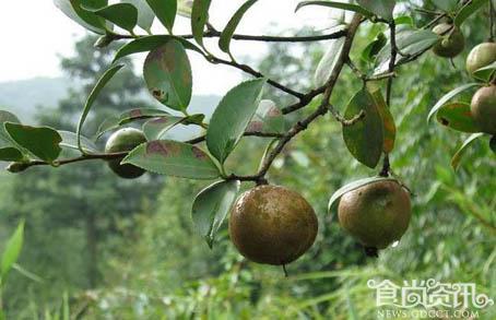山茶油的八大功效与作用