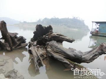 深藏地底的乌木有什么用？其价格几何？