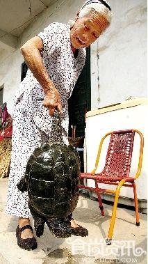 500岁鳄鱼龟专家建议吃掉 鳄鱼龟怎么吃？