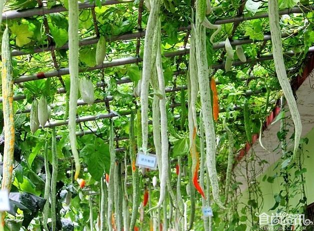 “大豆角”蛇瓜的营养价值