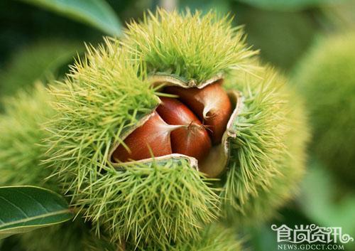 湖北著名土特产_罗田板栗甲天下