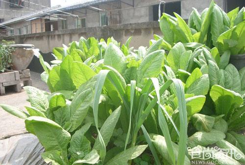 广东珠三角多地蔬菜重金属超标10%-20% 土壤污染导致